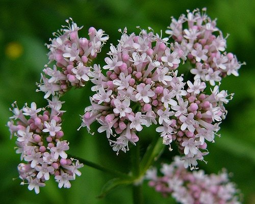 pianta di valeriana da cui vengono fatte le compresse